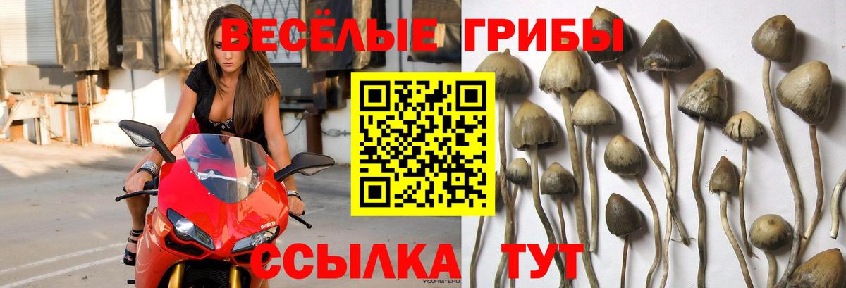 Дубна  Псилоцибиновые грибы MAGIC MUSHROOMS  Вход с VPN 